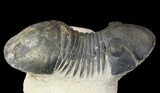 Bargain, Paralejurus Trilobite Fossil - Foum Zguid, Morocco #53530-2